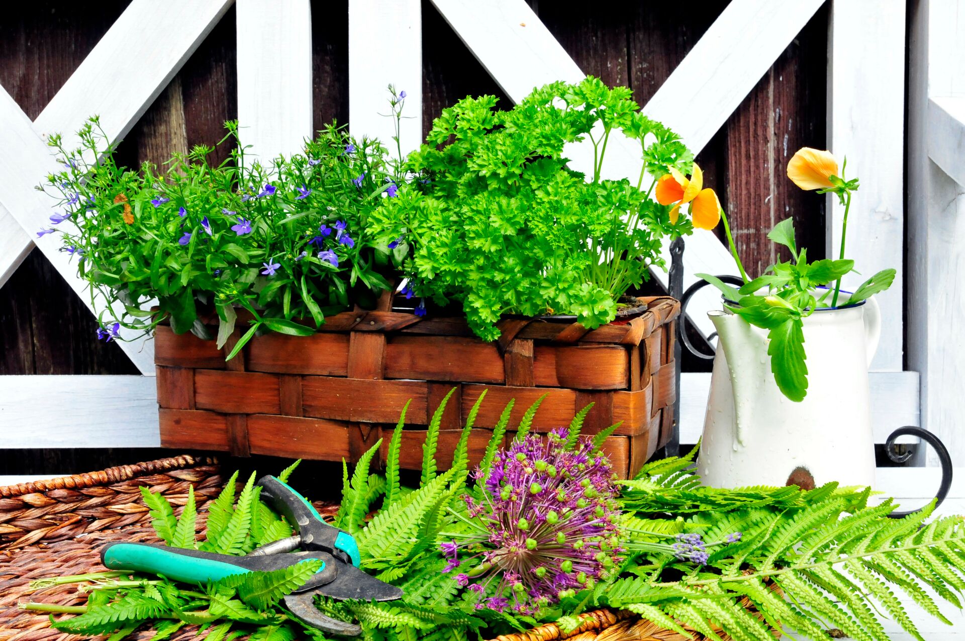 Gartenpflanzen & alles für den Garten in Großenhain